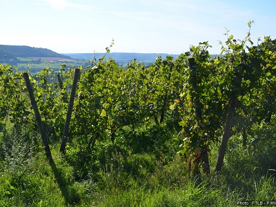 De drie wijngaarden van de Gaume