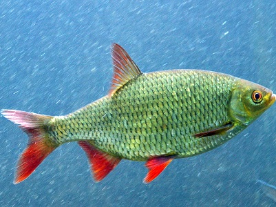 RIVEO - Interpretatiecentrum van de rivier Hotton (12 km van Durbuy)